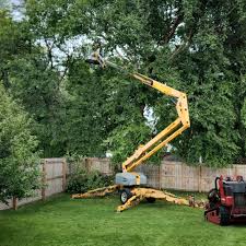 Best Tree Removal  in Peru, IN