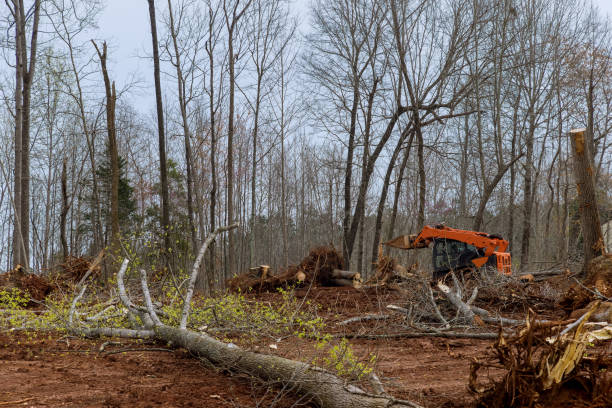 How Our Tree Care Process Works  in  Peru, IN