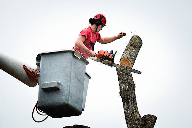 Best Tree Maintenance Programs  in Peru, IN