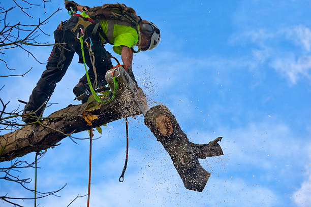 Best Tree Planting  in Peru, IN