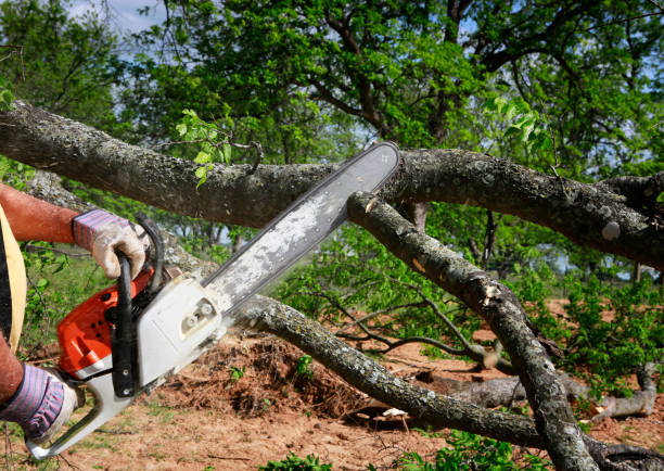 Professional Tree Services in Peru, IN